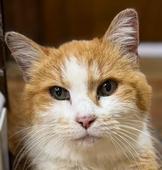 84 Ginger