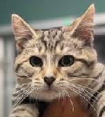 92 Tabby female